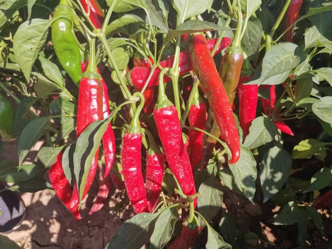 Capsicum product image.