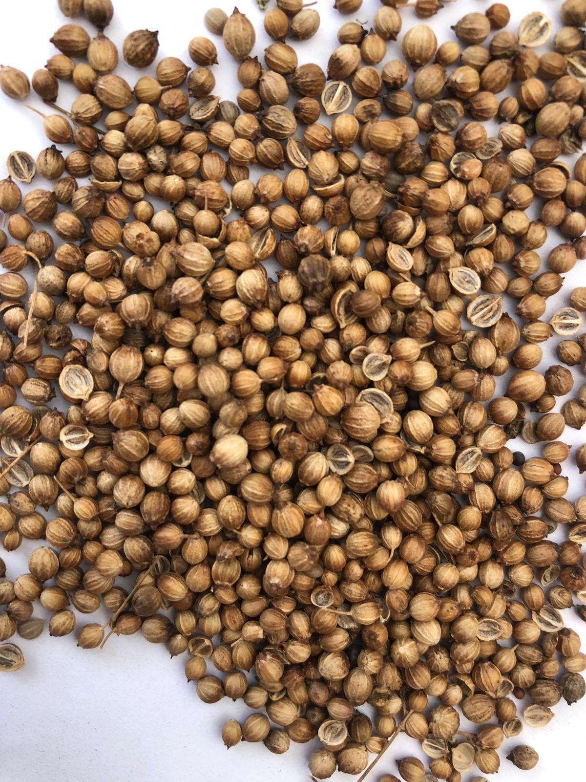 Coriander product image.